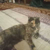 سلام واگذاری گربه