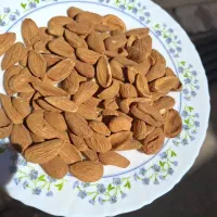 خرید وفروش بادام و مغز بادام|خوردنی و آشامیدنی|شیراز, گلستان|دیوار