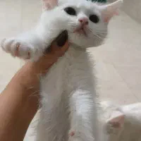 توله گربه