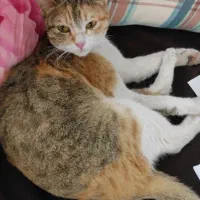 گربه خانگی پیدا شده|گربه|کرمانشاه, |دیوار