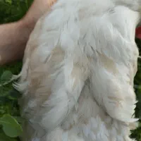 سه عدد مرغ تخمگذار خانگی