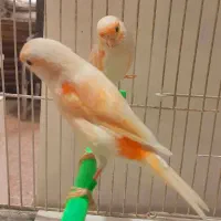 قناری نر و ماده اماده|پرنده|مشهد, هفده شهریور|دیوار