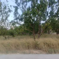 استخدام در گاوداری شیری