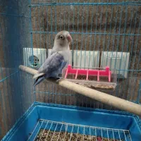 کوتوله برزیلی|پرنده|شیراز, شهرک مهرگان|دیوار