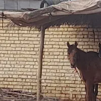 کره اسب|اسب و تجهیزات اسب‌سواری|سروستان, |دیوار