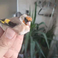 سهره جوجه قفس