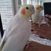 عروس هلندی  جفت دستی نر و ماده