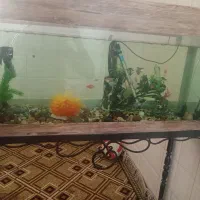 آکواریوم با ماهی