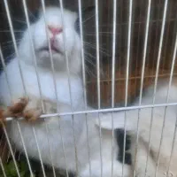 ۲عددخرگوش|موش و خرگوش|مشهد, نظام دوست|دیوار