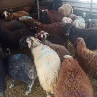 ارسال با قصاب گوسفند مغانی زنده و چاق