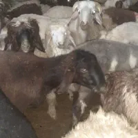 از تولید به مصرف