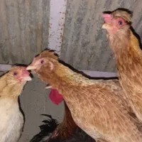 تخم مرغ|حیوانات مزرعه|شوشتر, |دیوار