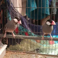 فنج نرگسی|پرنده|شیراز, سیاه سنگ|دیوار