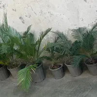 فروش گل سیکاس