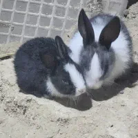 خرگوش کوچک قشنگ|موش و خرگوش|قشم, |دیوار