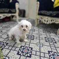 واگذاری رایگان|سگ|ورامین, ورامین|دیوار