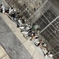یک تیپ کفتر شهرستانی  رنگی کفتر خوب عالی