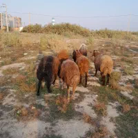 تعداد ۶راس بره توقلی تمام نر