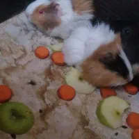 خوکچه هندی|موش و خرگوش|کاشمر, |دیوار