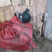 کفترصیدپرشی مال حریف