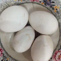 تخم قو غاز لیندا اصیل