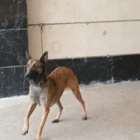 سگ بلژین مالینویز ماده|سگ|کرج, مهرویلا شمالی|دیوار