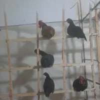 خروس چینی خوش رنگ سن بین ۶ماه الی ۱سال|حیوانات مزرعه|گناباد, |دیوار