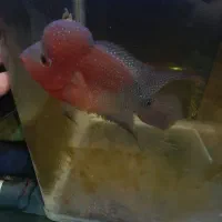 فلاور هورن|ماهی|تهران, صادقیه|دیوار