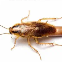 سمپاشی سوسک با بهترین روش سم پاشی طعمه گذاری