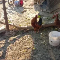 دوعدد مرغ ویه خروس به فروش میرسد