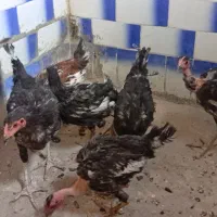 جوجه|حیوانات مزرعه|محمدیه-قزوین, |دیوار