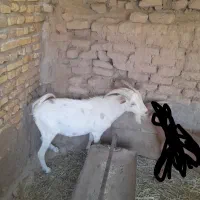 نری سانن|حیوانات مزرعه|رفسنجان, |دیوار