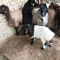 بره پروری ریز و گوسفند