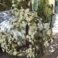 درخت مصنوعی|گل مصنوعی|شیراز, شهرک گلدشت حافظ|دیوار