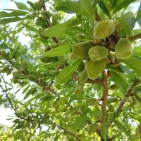باغ بادام|فروش زمین و ملک کلنگی|سمیرم, |دیوار