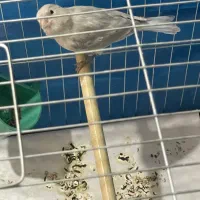 قناری سیلور