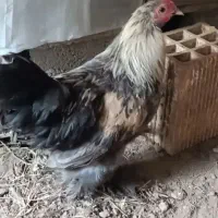 خروس