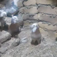 ۵ عدد نر شازده و هما درجه یک فروشی