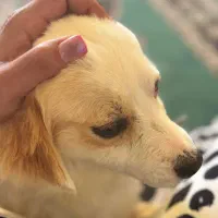 سگ گلدن رتریور