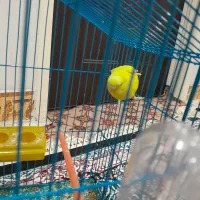 مرغ عشق|پرنده|بندر ماهشهر, |دیوار