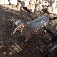 کهر چاق سرحال ۵ ماه ۹ملیون|حیوانات مزرعه|شمیل, |دیوار