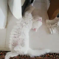 سرپرستی گربه