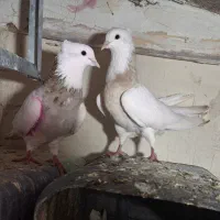 یه جفت لیمویی خال سیاه