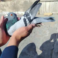 کبوتر پلاکی مسافتی