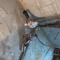 کبوتر شکلاتی