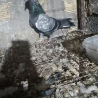 کبوتر نر|پرنده|بندرعباس, |دیوار