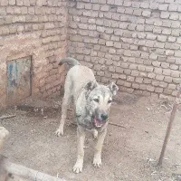 سگ سرابی|سگ|تربت‌حیدریه, فردوسی جنوبی|دیوار