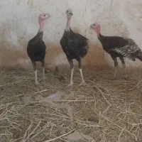 مجسمه بوقلمون نر