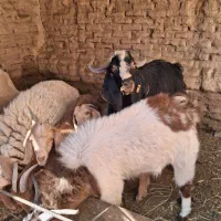 کره نر دو رگ