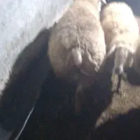 گوسفند نر|حیوانات مزرعه|مشگین شهر, |دیوار